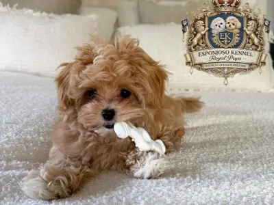 ESPONJOSO KENNEL - ROYAL PUPS