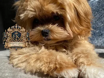ESPONJOSO KENNEL - ROYAL PUPS