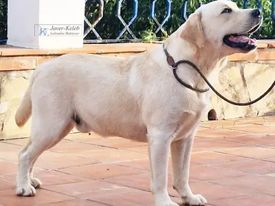 Javer-keleb Labrador retriever y Jack Russell Terrier