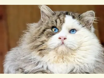 Chatterie de Nice