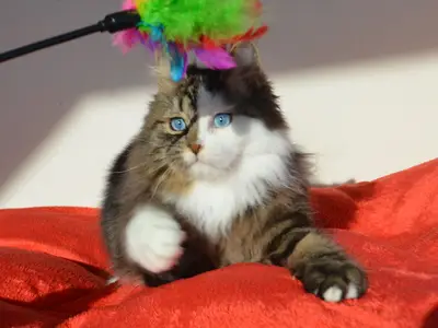 Chatterie de Nice