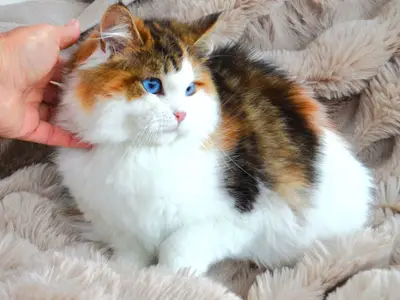 Chatterie de Nice