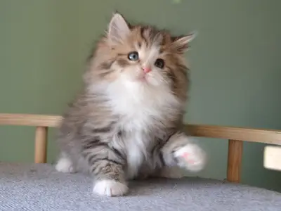 Chatterie de Nice