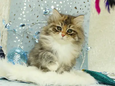 Chatterie de Nice