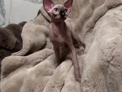 Canadian Sphynx Azurit