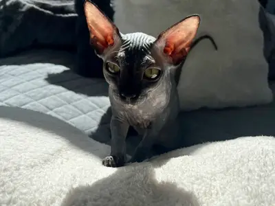 Canadian Sphynx Azurit