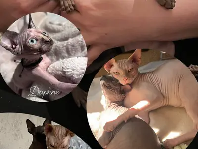 Canadian Sphynx Azurit