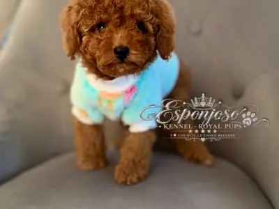 ESPONJOSO KENNEL - ROYAL PUPS