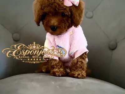 ESPONJOSO KENNEL - ROYAL PUPS