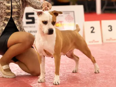 Old Hickory - American Staffordshire Kennel