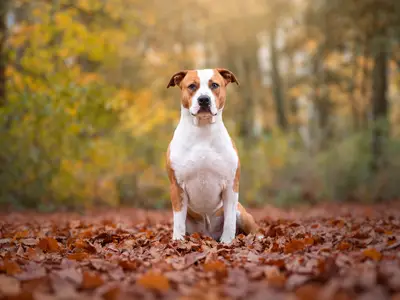 Old Hickory - American Staffordshire Kennel