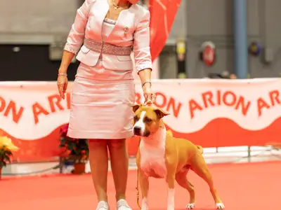 Old Hickory - American Staffordshire Kennel