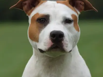 Old Hickory - American Staffordshire Kennel