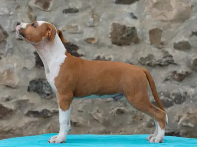 Old Hickory - American Staffordshire Kennel