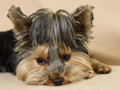 Beaux Chiens Belles Gueules