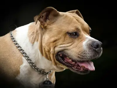 J&R Bully Family