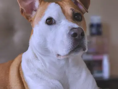 Brave Fast Kennel