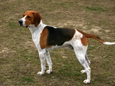 De La Laurina