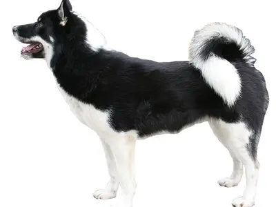 Cheyenne & Eden's Wolf