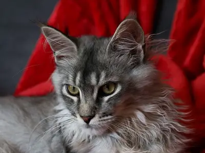 Cat'S Hunter