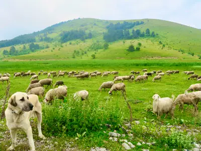 Of Dakota's Dreamland
