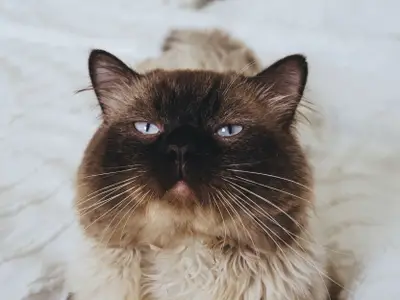 The Hugging Cat