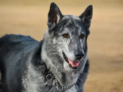 Le Pacte des Loups
