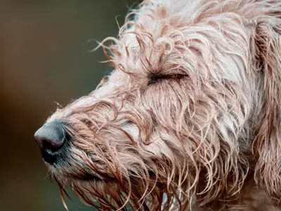 Loire Labradoodles