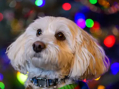 Maltipoo House