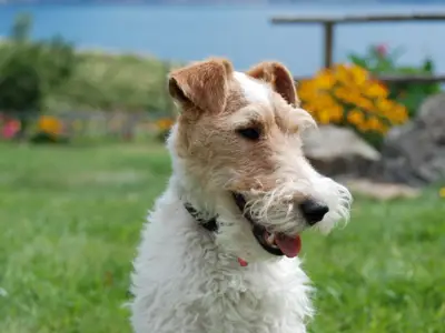Rayaragua kennel