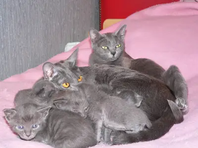 Adélaurïe ~ Korat