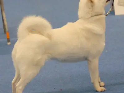 Kyuden Kitsune