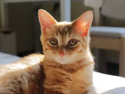 Balearscat