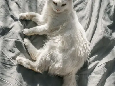 Chatterie de la forêt verte