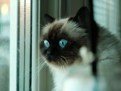 Des Petits Chats Siamois Du Clos Molière