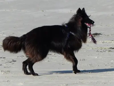Des Sables Noirs de l'Aunis