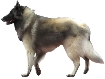 Des Loups Roccia Nera