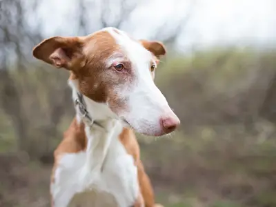 Alma Ardiente Kennel