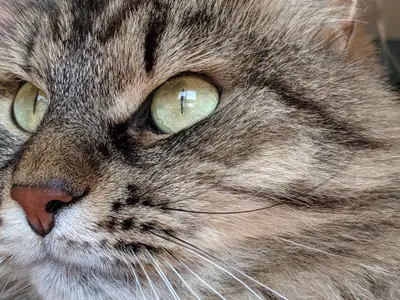 La Chatterie Ovilloise