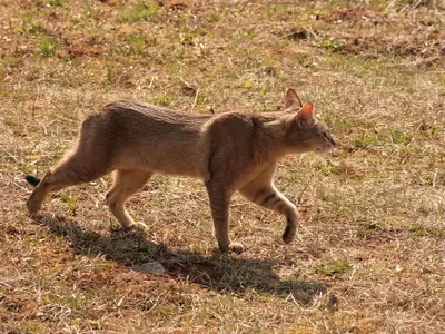 Lynx de France