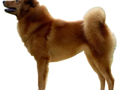 Artic Cobaka