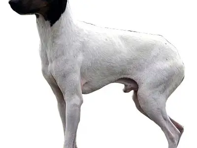 Österreichischer Klub für Terrier (ÖKfT)