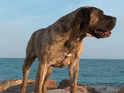 DOGODELBIANCOMANTO