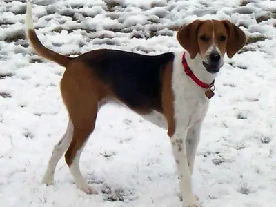 CLUB FRANÇAIS DU BEAGLE, BEAGLE HARRIER ET HARRIER