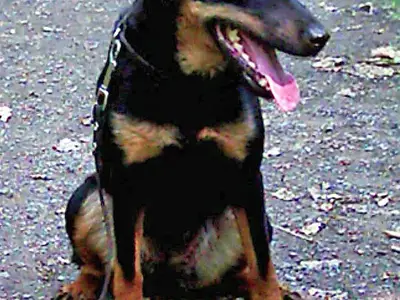 Allta madra