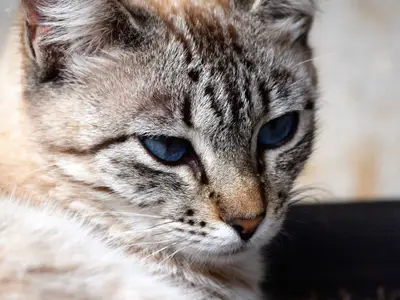 Hauskatzen