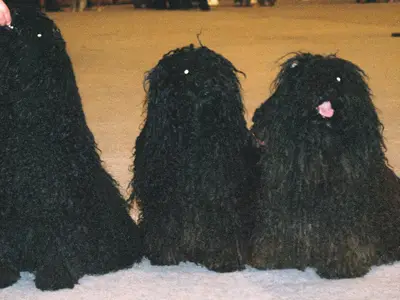 Natty Dreadlocks