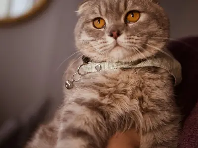 Cat'S Hunter