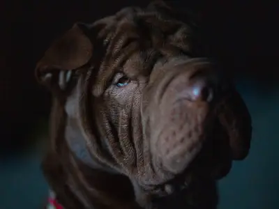Shar Peis Du Ferraillon