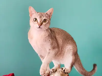 Singa Bel